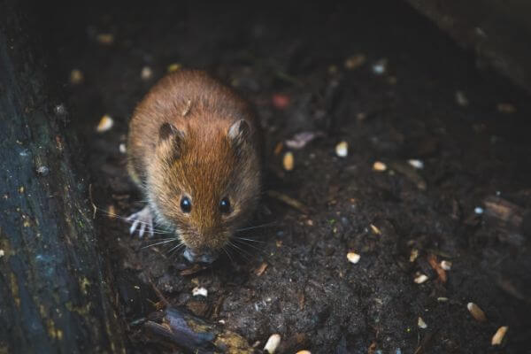 PEST CONTROL ROYSTON, Hertfordshire. Pests Our Team Eliminate - Mice.