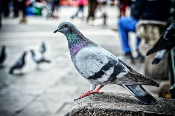 PEST CONTROL ROYSTON, Hertfordshire. Pests Our Team Eliminate - Pigeons.