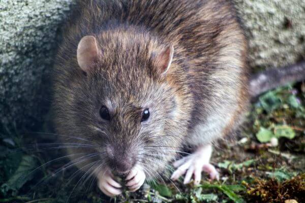 PEST CONTROL ROYSTON, Hertfordshire. Pests Our Team Eliminate - Rats.