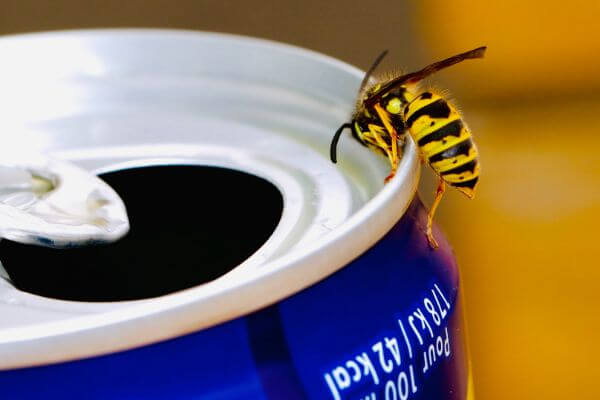 PEST CONTROL ROYSTON, Hertfordshire. Pests Our Team Eliminate - Wasps.